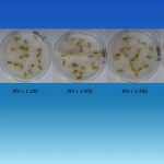 Influence of rhamnolipids   JRV-L on the germination of melons seeds  June 2016